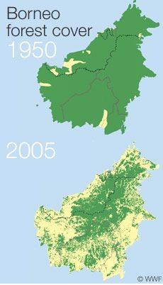 Deforestazione isola del Borneo